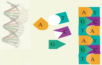 Fig. 2 : L’ADN de synthèse peut être utilisé comme marqueur. Sa lecture se fait en décodant sa séquence d’acides nucléiques.