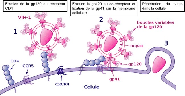 Fig. 5 : Processus d'attachement du VIH sur un lymphocyte T4.