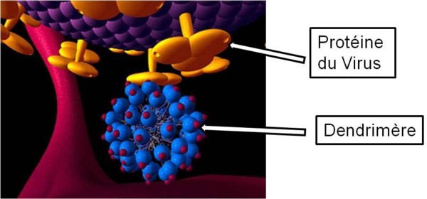Fig. 8 : Reconnaissance entre les protéines à la surface du virus et le dendrimère de VivaGel®.