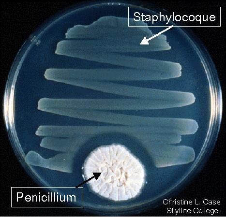 Les Staphylocoques ne peuvent pas se développer à proximité de Penicillium notatum.