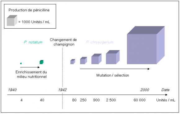 Évolution du rendement en pénicilline en fonction des souches de Penicillium utilisées.