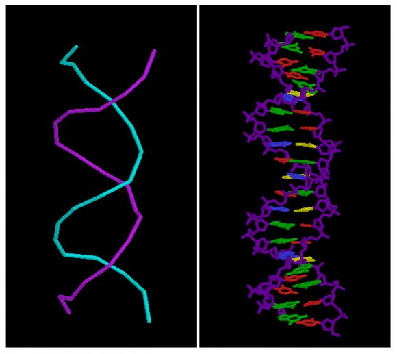 Structure de l'ADN (III) : structure en double hélice pour une portion d'ADN de vingt paires de bases