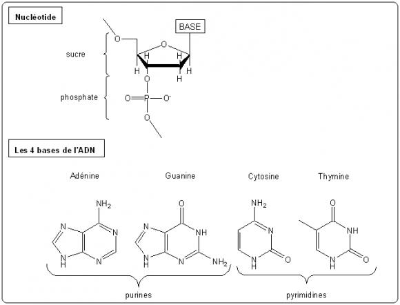 Structure de l'ADN (I) : le nucléotide