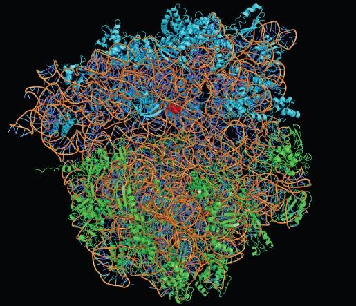 Une structure d'un ribosome de bactérie par Rayon-X : les molécules d'ARN sont en orange ; les protéines de la petite sous-unité en bleues, celles de la grande sous-unité en vert. Une molécule d'antibiotique (en rouge) est lié à la petite sous-unité du ribosome.