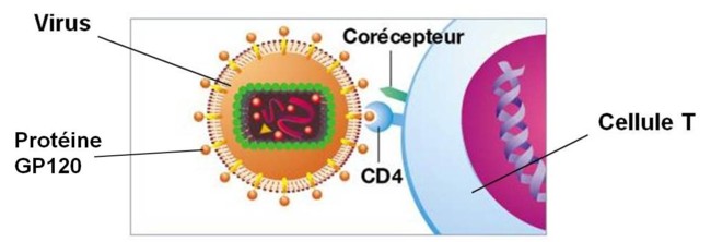 Fig. 4 : Reconnaissance entre les récepteurs CD4 des lymphocytes T et les protéines GP120 du virus.