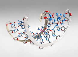 Interaction entre le Cisplatin et l'ADN
