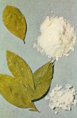 Fig. 4 : Feuilles de cocaïer et cocaïne.