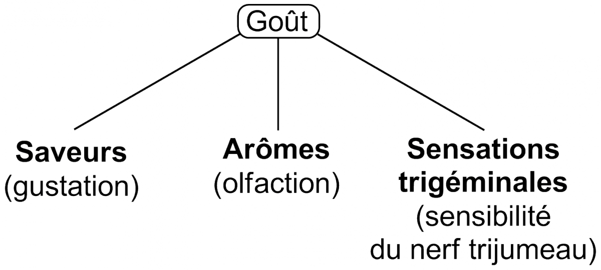 La chimie du goût CultureSciencesChimie