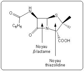 Structure de la benzylpénicilline ou « pénicilline G ».