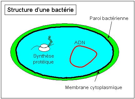 Structure d'une bactérie