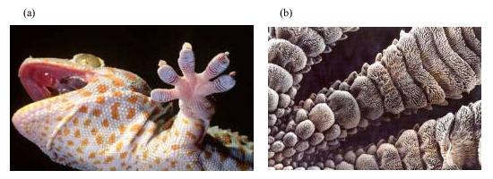 Dessous de la patte avant gauche du gecko tropical (a) et poils recouvrant le dessous des pattes vus au microscope électronique à balayage (b). (Photographies : Kellar Autumn).