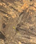 Traces de mélange bitumineux sur la coque d'un navire vieux de plus de 4000 ans. La flèche indique la trace de nattes de palmes constitutives de la coque. (Photographie : Jacques Connan).