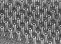 Poils de polyimide longs de 2 micromètres environ. (Photographie : Andrey Geim).