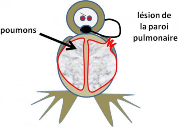 Espaces aériens du plongeur. Les gaz doivent pouvoir circuler librement dans ces cavités.