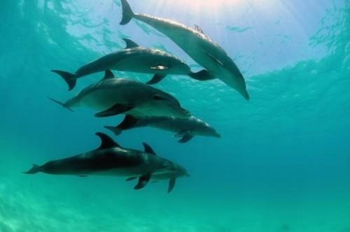 Découvrir la physique et la chimie par la plongée sous-marine