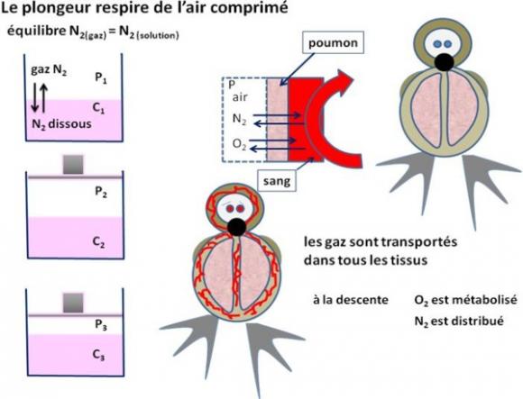 Pendant l’immersion l’organisme du plongeur emmagasine du diazote.