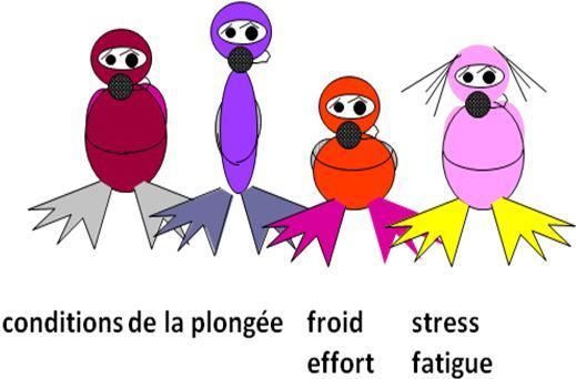 Les plongeurs ont des comportements différents selon leur morphologie, et selon les conditions de plongée.