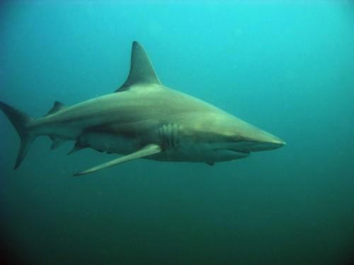 La menace la plus sournoise pour le plongeur est « l’accident de décompression », pas les requins.