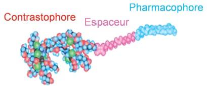 Traceurs constitués d’un pharmacophore et d’un contrastophore, liés par un espaceur. L’approche rationnelle du chimiste, pour concevoir des traceurs efficaces pour l’imagerie moléculaire par résonance magnétique, consiste à faire varier les trois parties, de manière à optimiser les qualités du traceur.