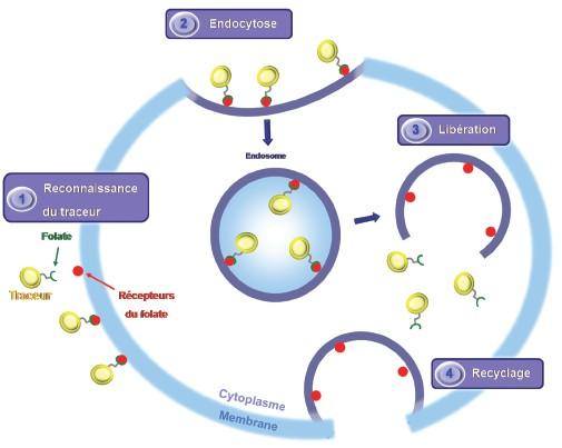 Mécanisme d’endocytose d’un agent de contraste (« traceur ») dans une cellule cancéreuse, via une reconnaissance par les récepteurs du folate. De la même manière que l’on peut envisager de vectoriser des nanomédicaments à l’intérieur des cellules cancéreuses, on peut également envisager de vectoriser des agents de contraste pour l’imagerie médicale.