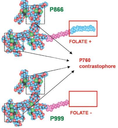Deux traceurs pour des tests comparatifs en imagerie moléculaire : l’ajout du résidu folate va-t-il faire la différence pour la détection de cellules cancéreuses ?