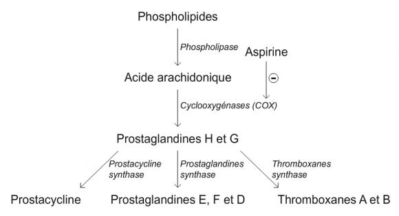 voie de biosynthèse des prostaglandines, des thromboxanes et de la prostacycline.