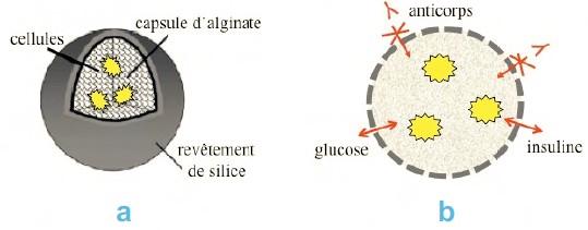Nanocapsule hybride.
