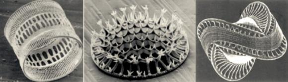 Les diatomées élaborent des carapaces de silice dont la beauté avait séduit Charles Darwin.