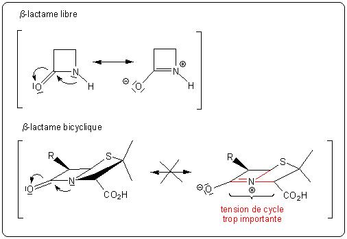 Différence de réactivité entre la Î²-lactame libre et la Î²-lactame bicyclique.