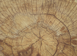 Coupe d'un tronc d'arbre