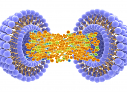 Nanomédicament dans lequel un principe actif est encapsulé dans un liposome