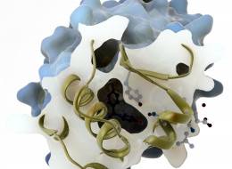 Représentation de l'interaction entre le bisphénol A et un récepteur à oestrogène humain