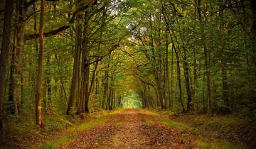 Forêt