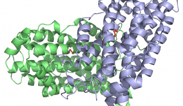 Sous-unité R2 de la ribonucléotide réductase de E. Coli