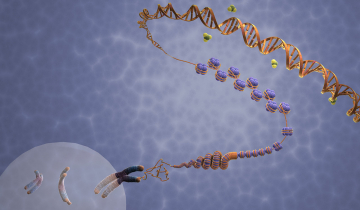 Compaction de l'ADN en chromosomes via les histones