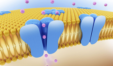 Représentation des canaux ioniques au sein d'une membrane cellulaire