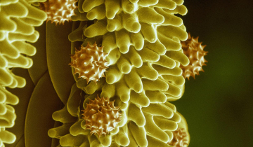 Cliché de cryo-microscopie électronique d'un pollen