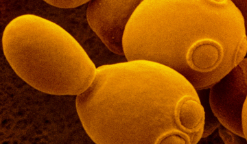 Cliché de microscopie électronique de la levure Saccharomyces cerevisiae