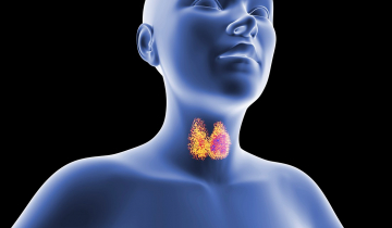 Illustration de la thyroïde