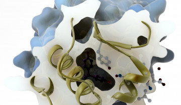 Représentation de l'interaction entre le bisphénol A et un récepteur à oestrogène humain