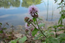 Photo de menthe aquatique