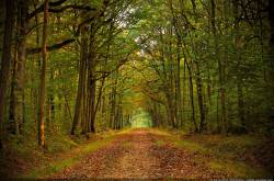 Forêt