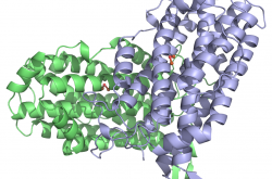 Sous-unité R2 de la ribonucléotide réductase de E. Coli