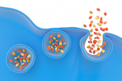 Exocytose