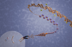 Compaction de l'ADN en chromosomes via les histones