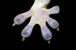 Patte de gecko Tokay