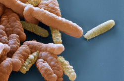 Bactérie Acidovorax