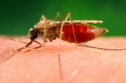 Moustique anophèle