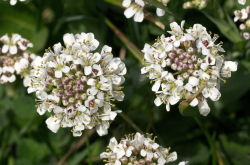 Noccaea caerulescens