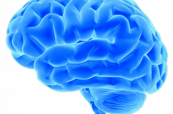 cerveau